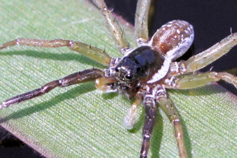 Water Spider (Dolomedes facetus) (Dolomedes facetus)
